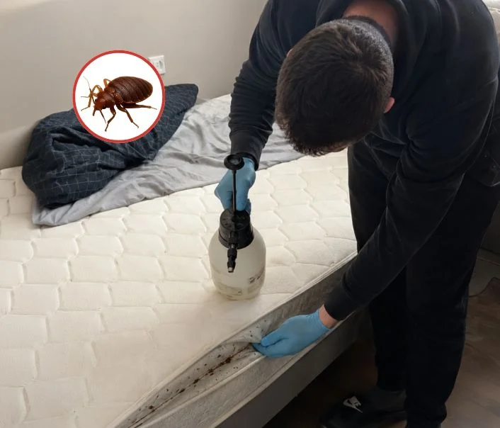 Technicien traitant un matelas contre les punaises de lit à Montmorency